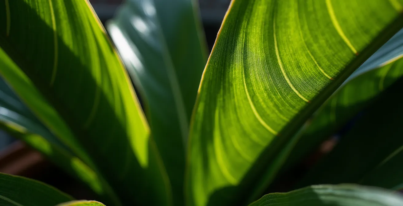 Coin de salon avec grande plante Strelitzia dans un pot en terre cuite artisanal